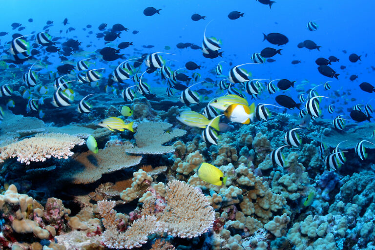 The Ecological Heartbeat of Mauritius: Preserving the Coral Reefs and ...